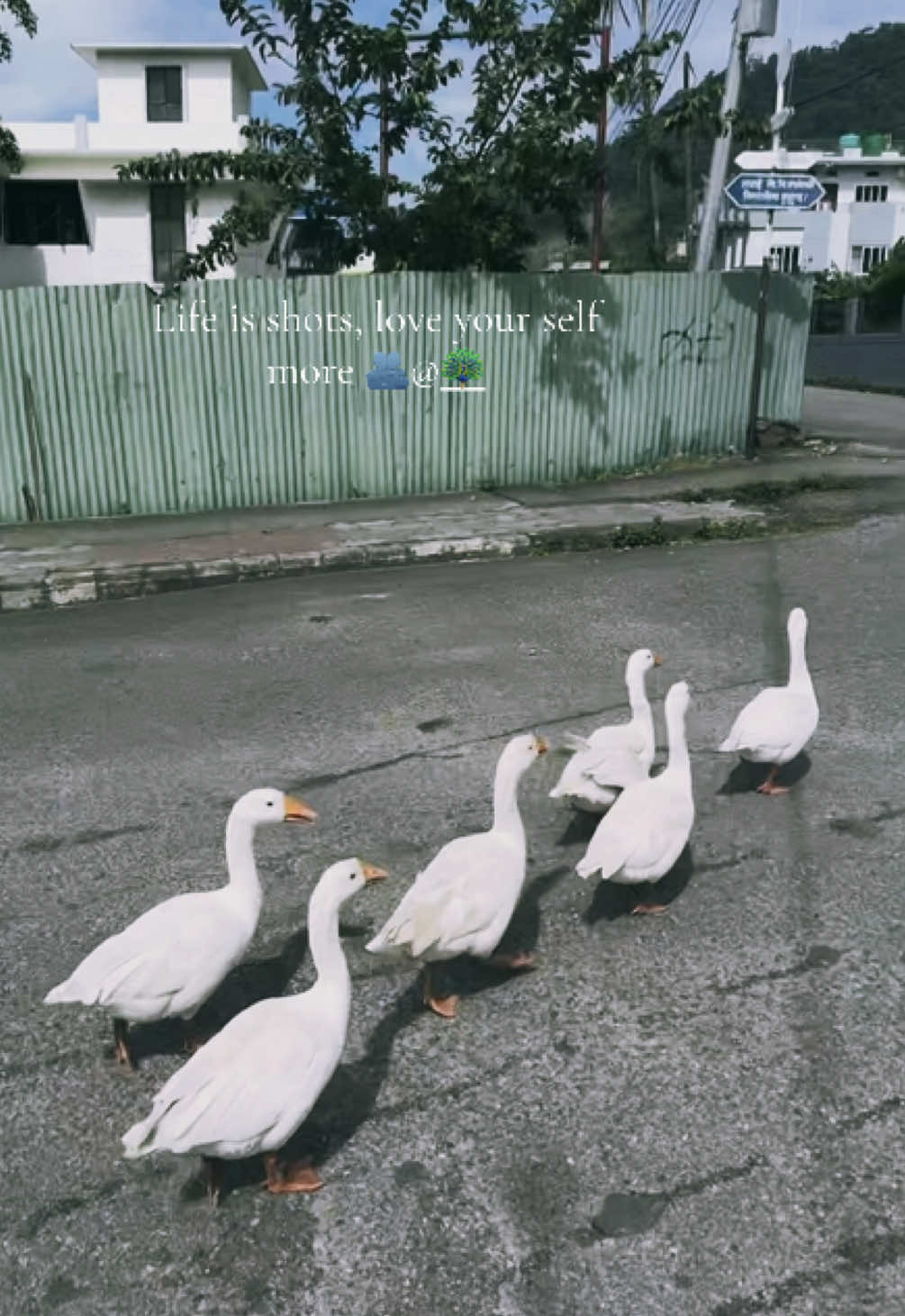 @🦢