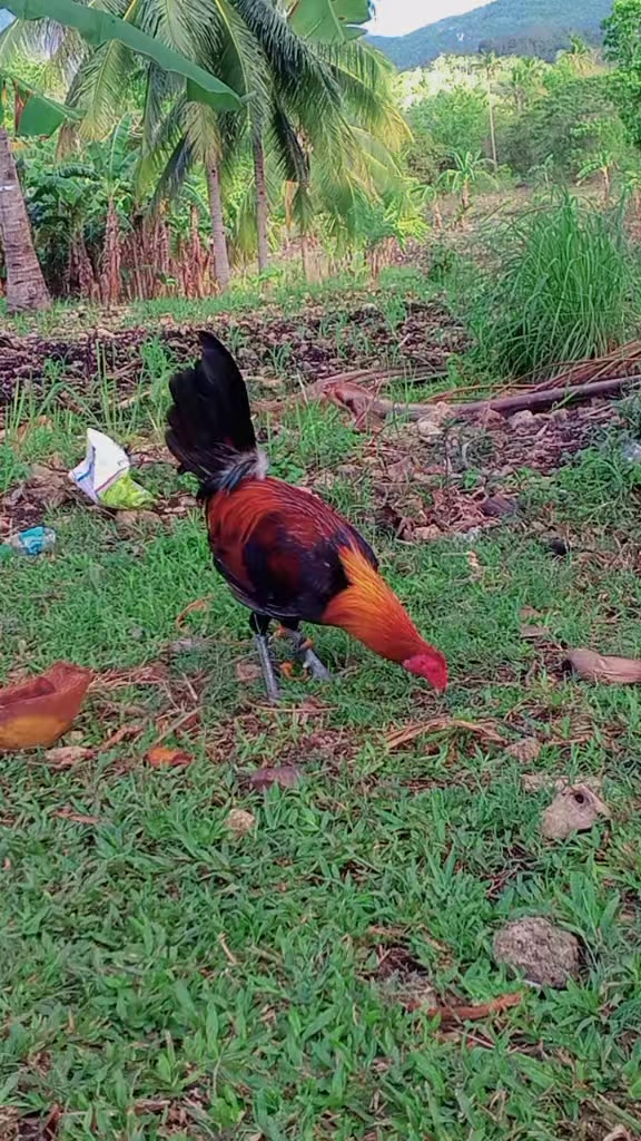 @BONALNOKK🐓