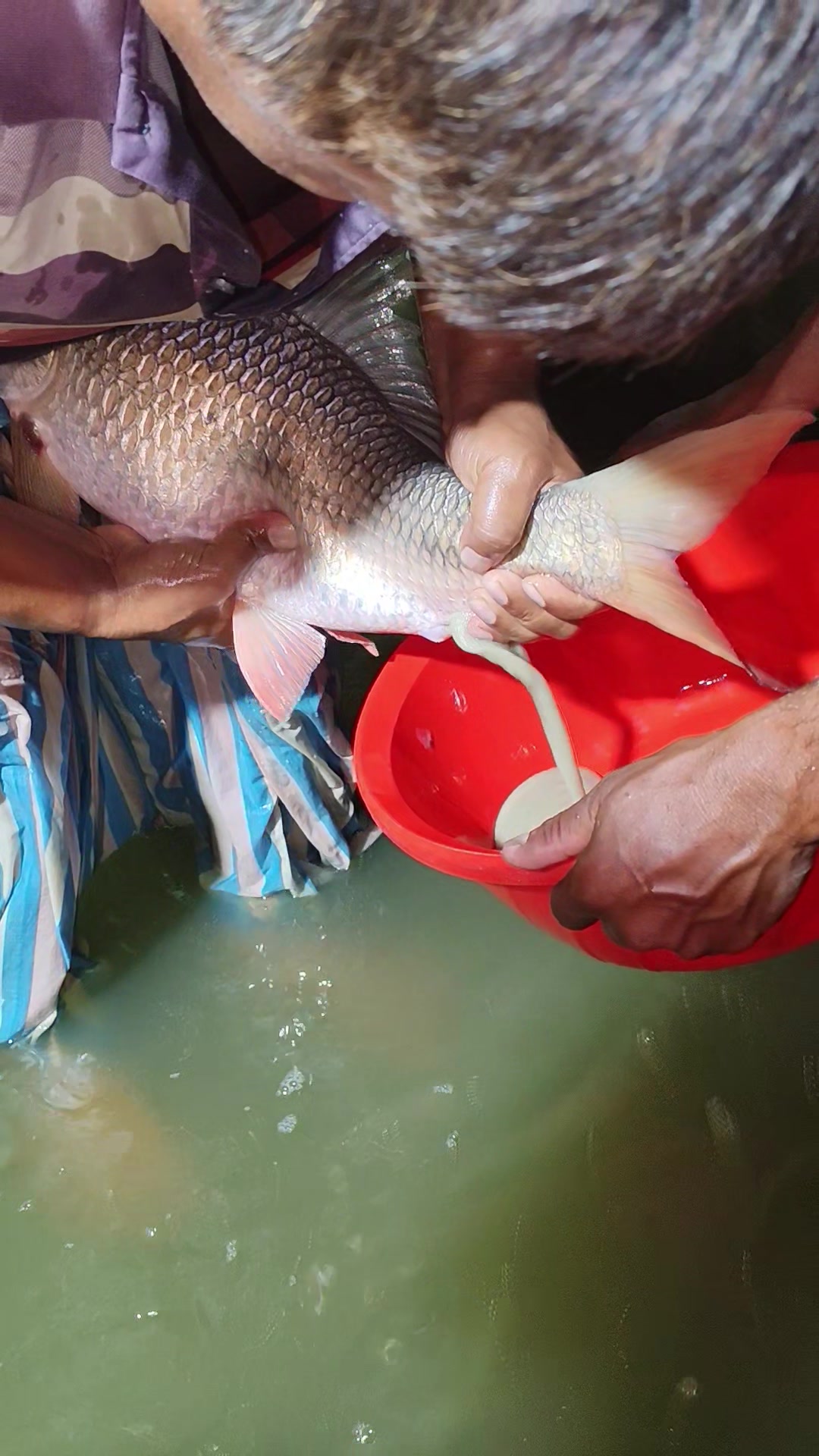 @Fish Lovers Bangladesh