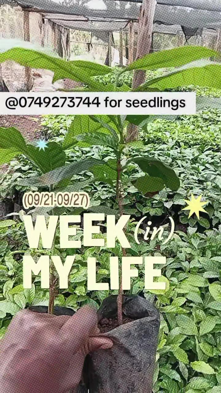 @MUKISSA AGRO Ug🌿