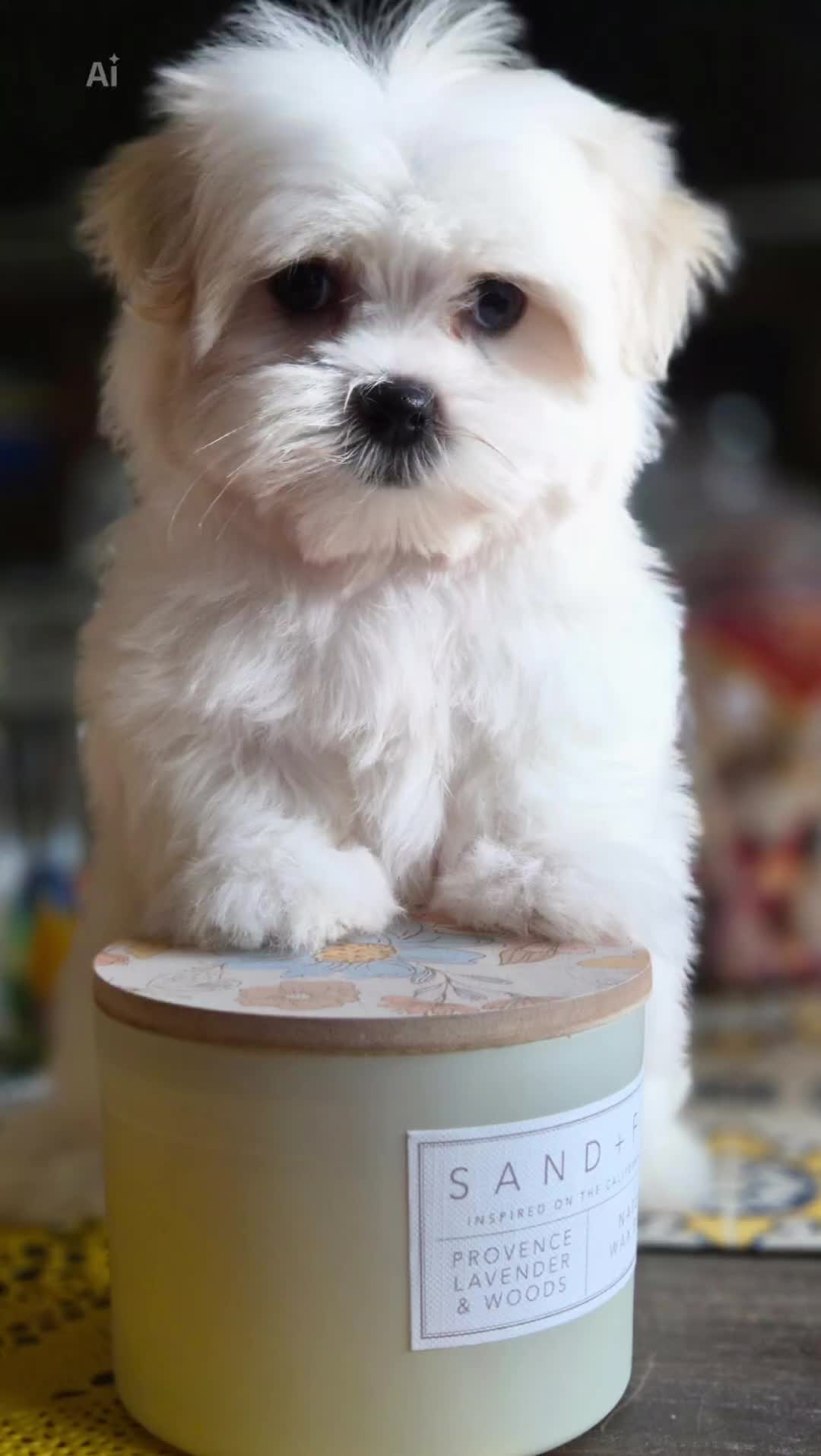 @Barb's Precious Pups