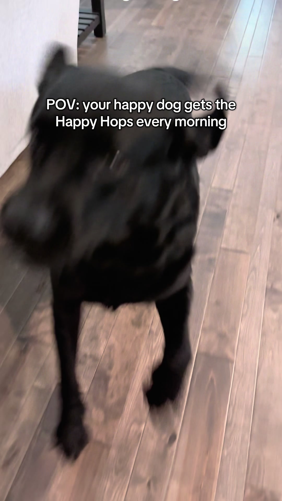 @Gunner the Good Boy Black Lab