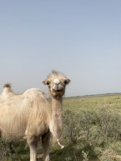 @Gislason Camel