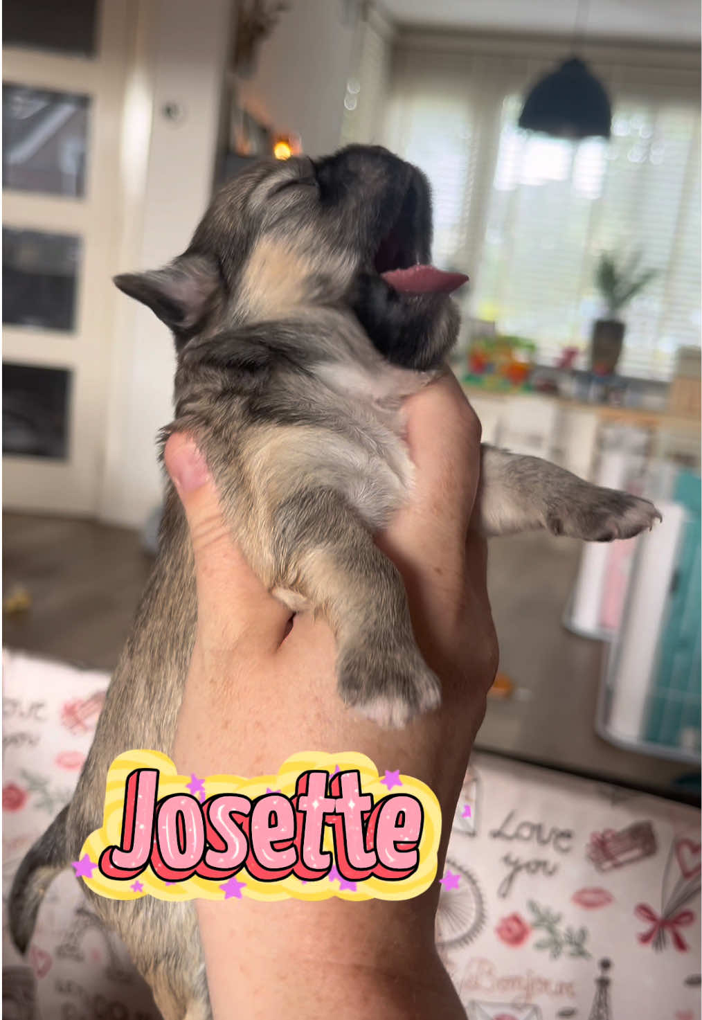 @Danielle |(chihuahua)mama 🐕🩵