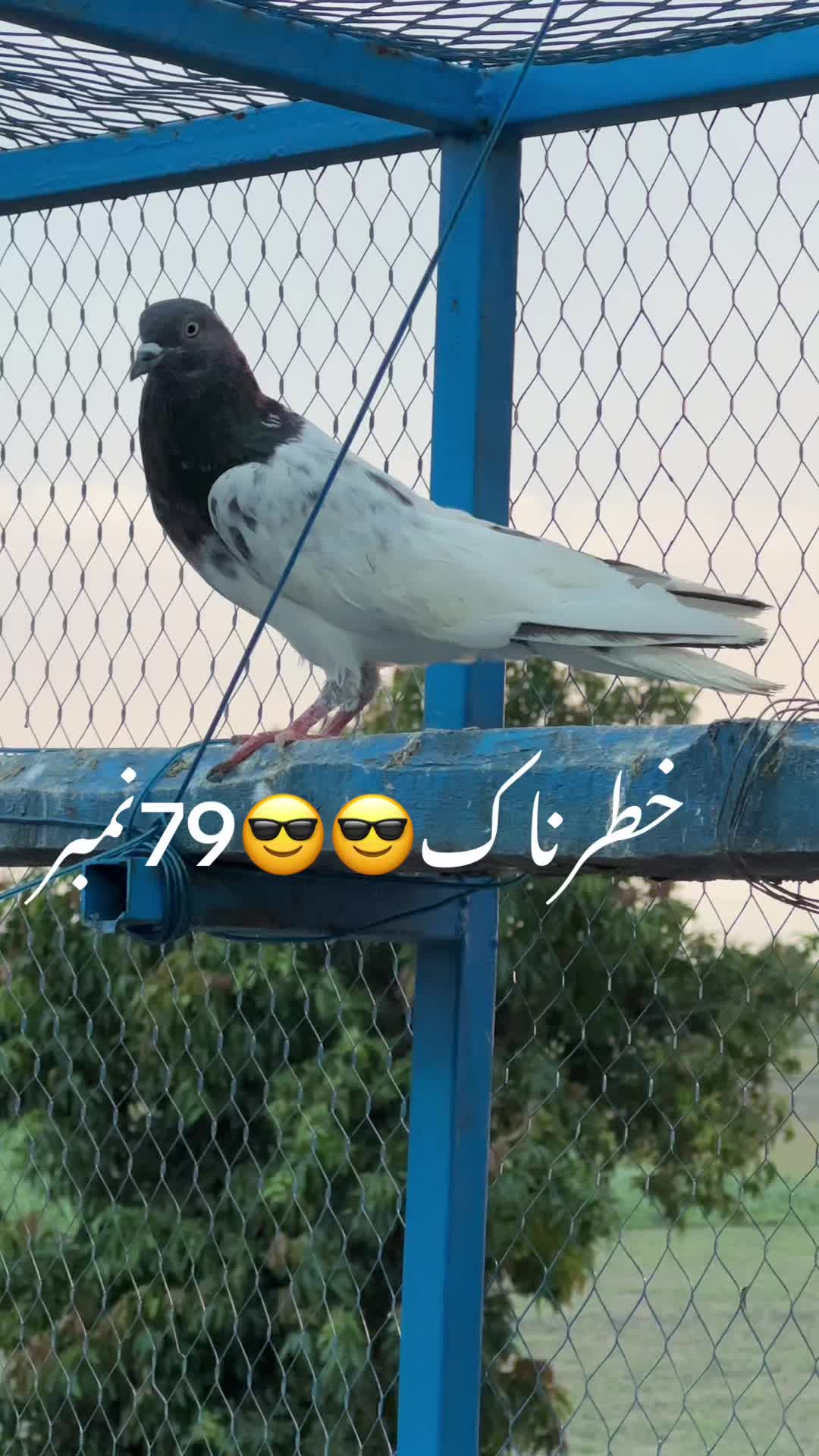 @Zeeshan Anjum
