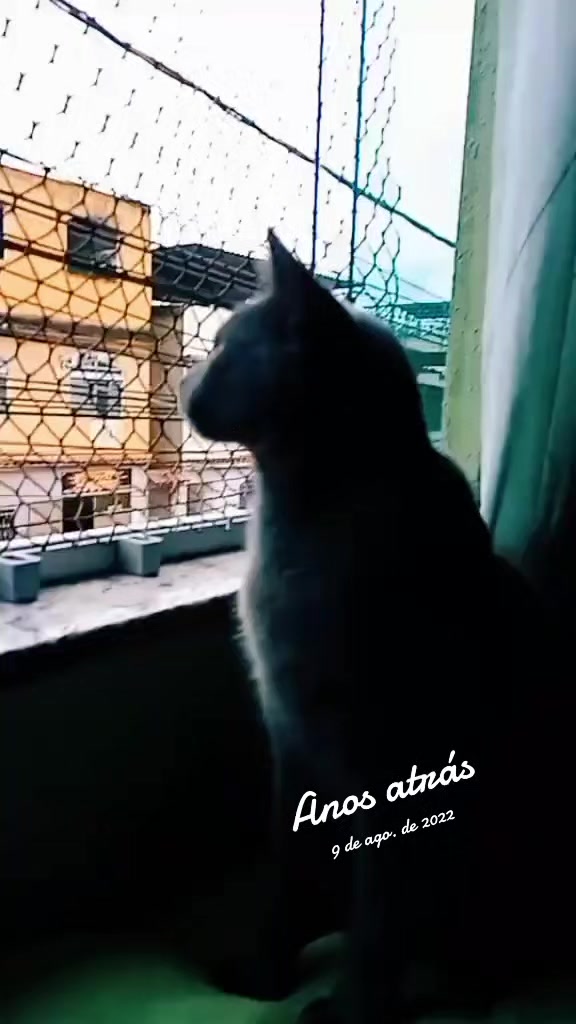 @O GATO ZEZÉ