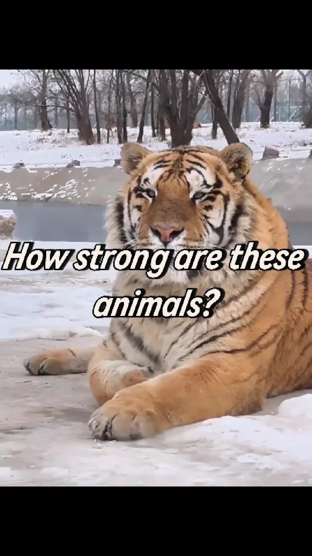 @brownyang3