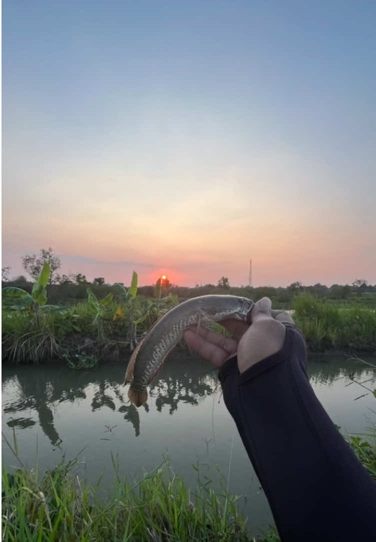 @MAFIA FISHING