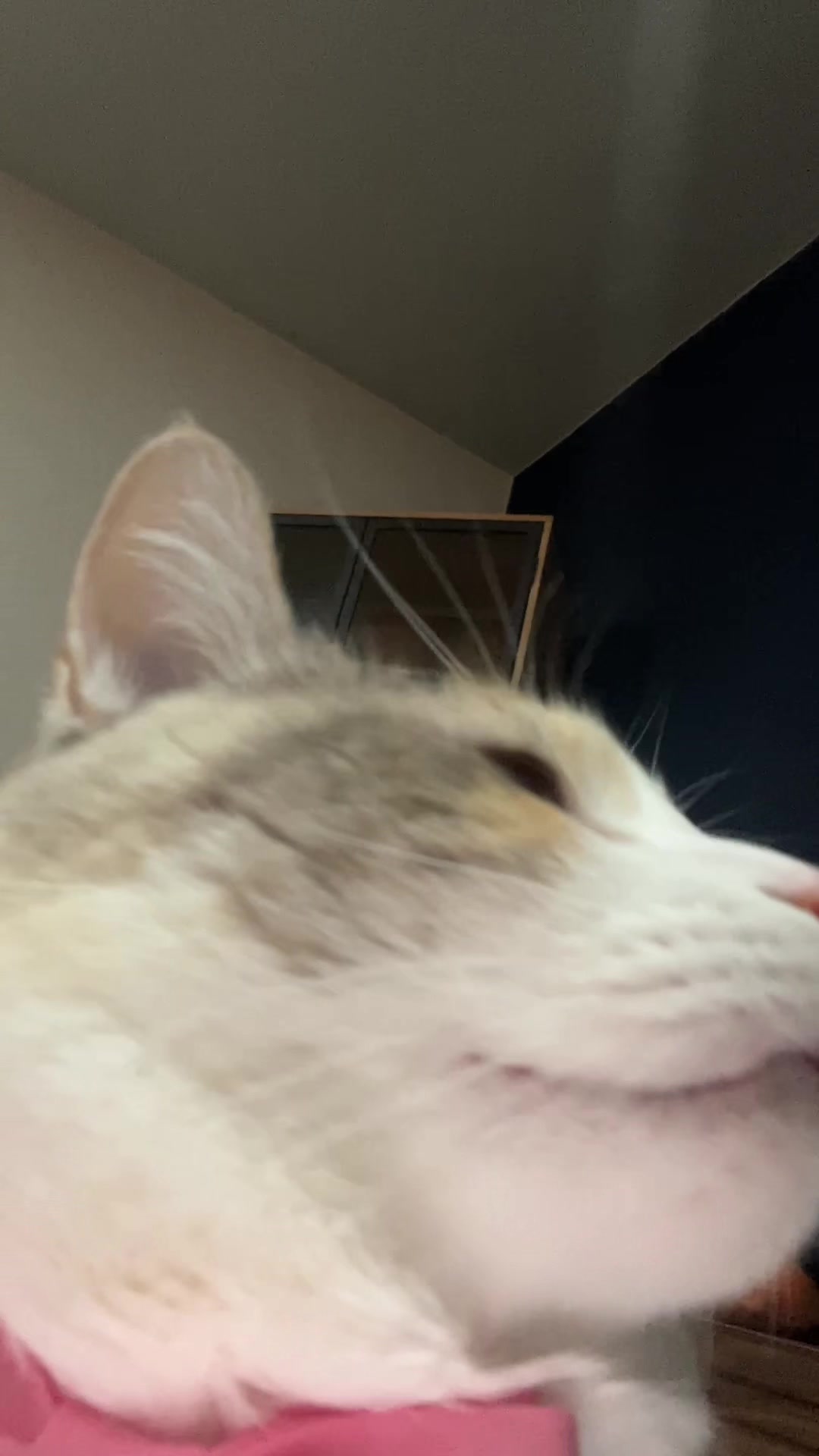 @Panko Cat