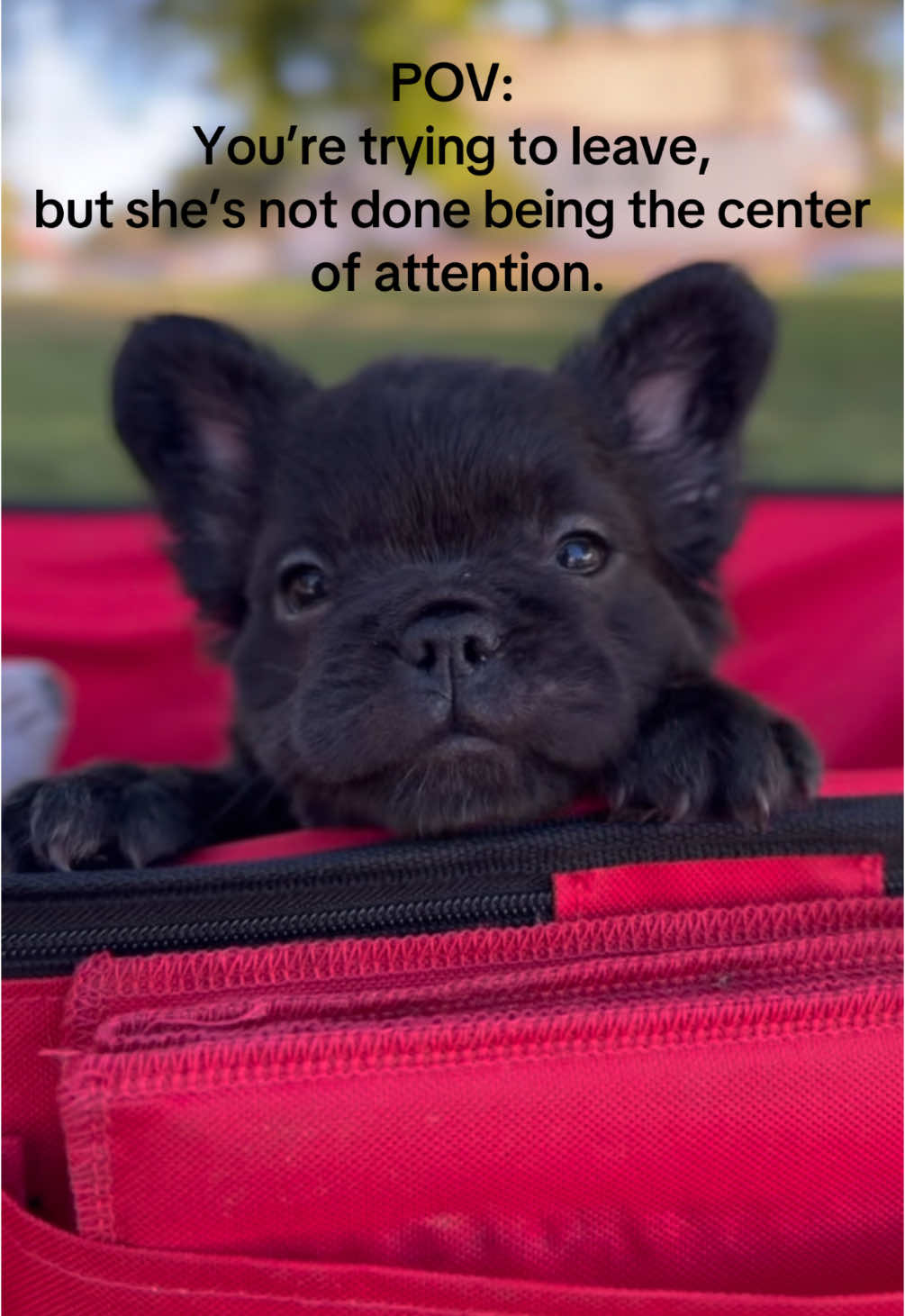 @TheFrenchieShop