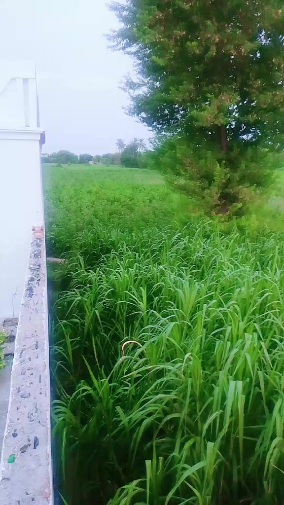 @babli Janbabli Jan