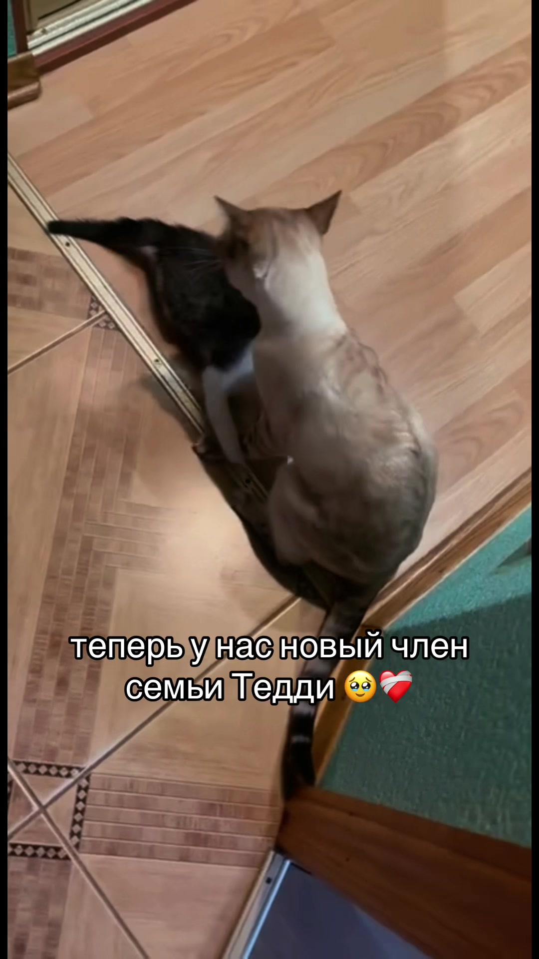 @алиса 120кг