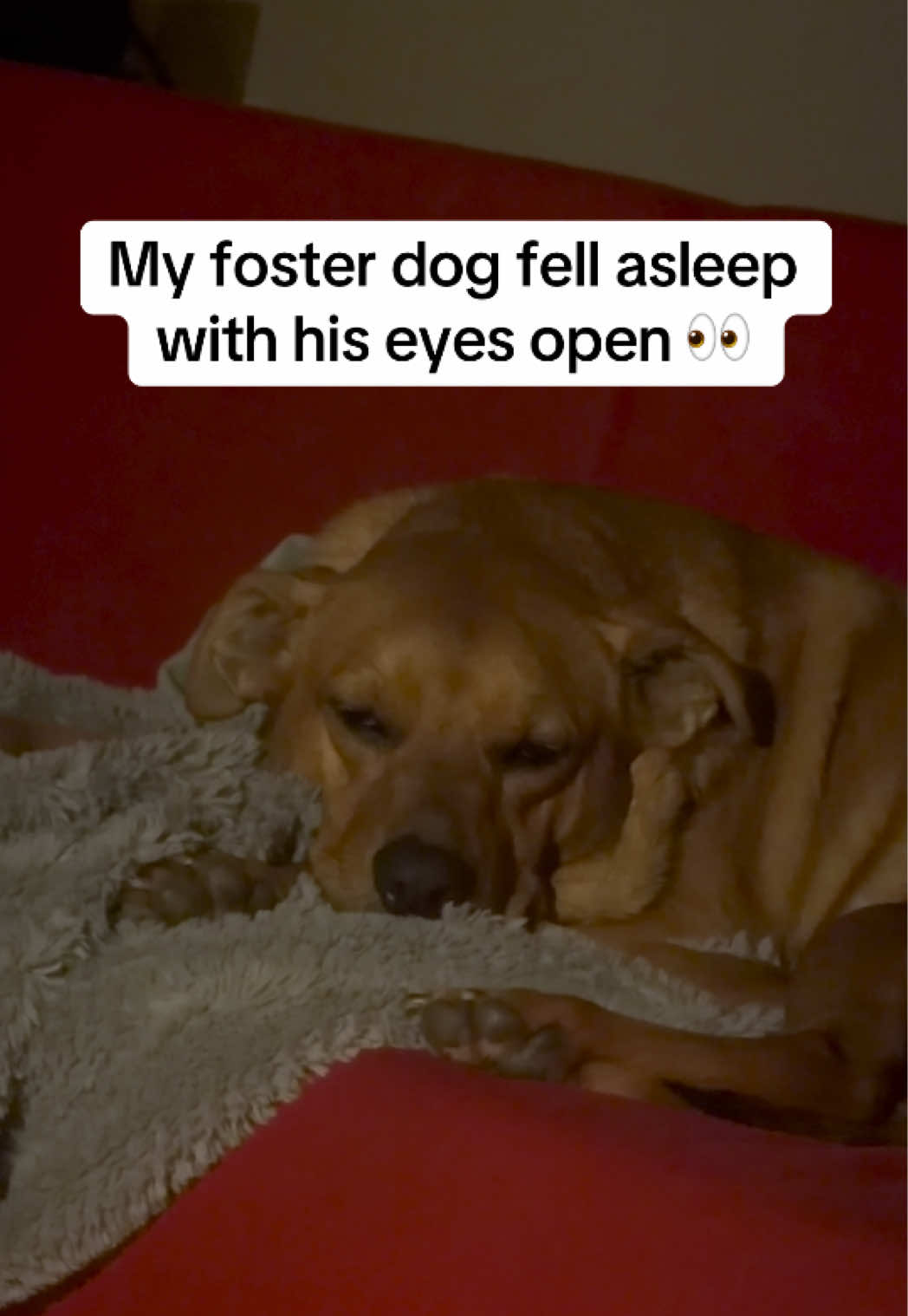 @emilyloves.shelterdogs