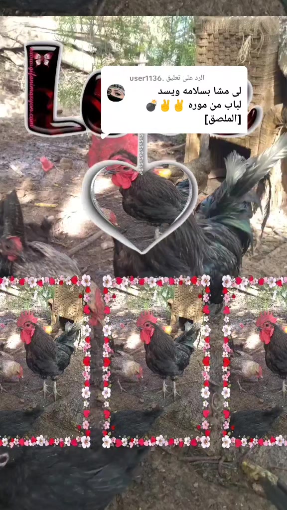 @مول دجيجات