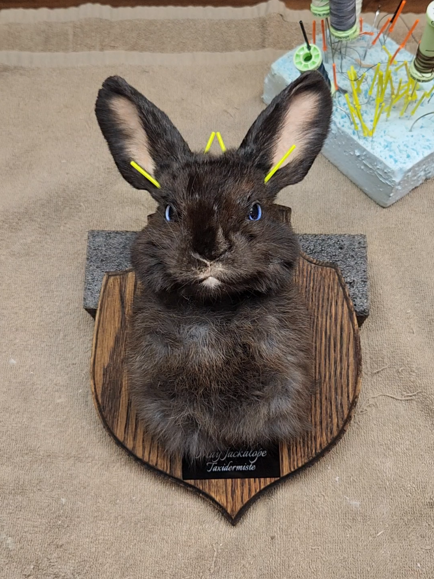@May Jackalope Taxidermy 🇨🇦