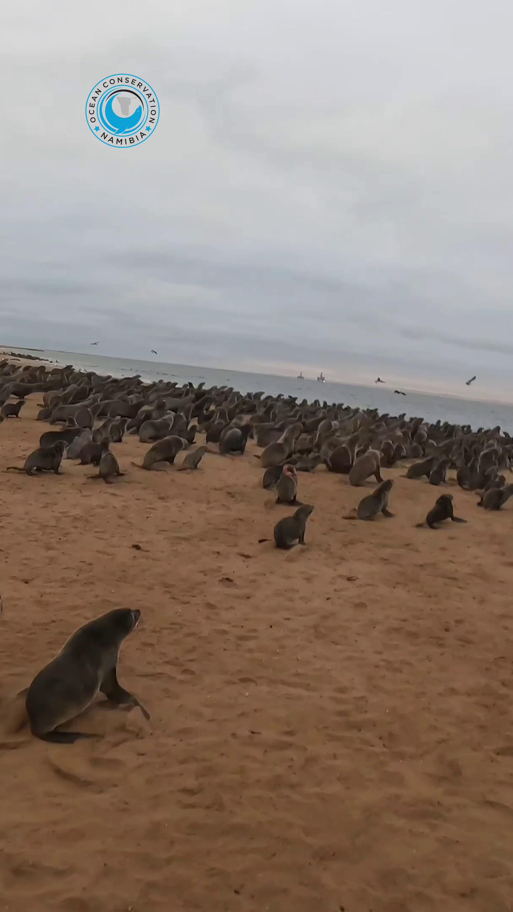 @Ocean Conservation Namibia