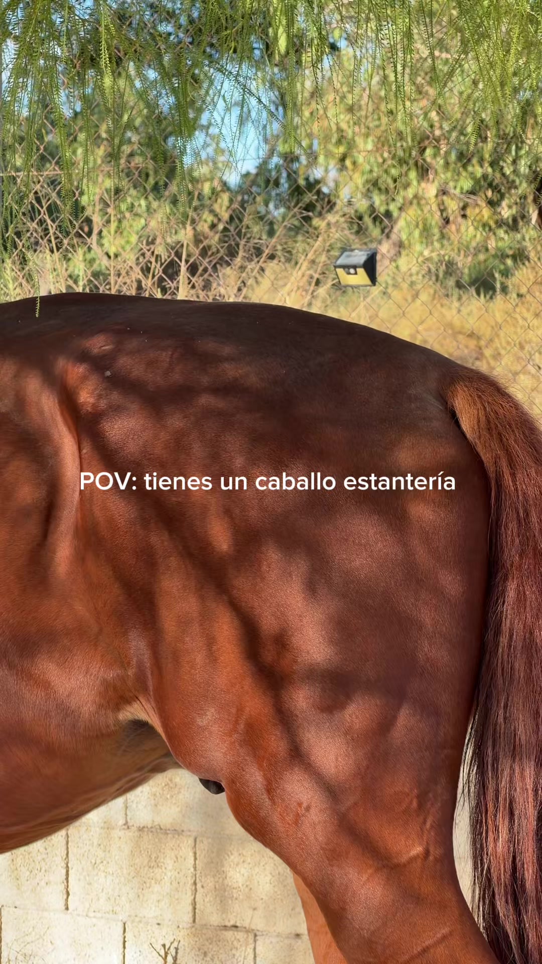 @MyHorse