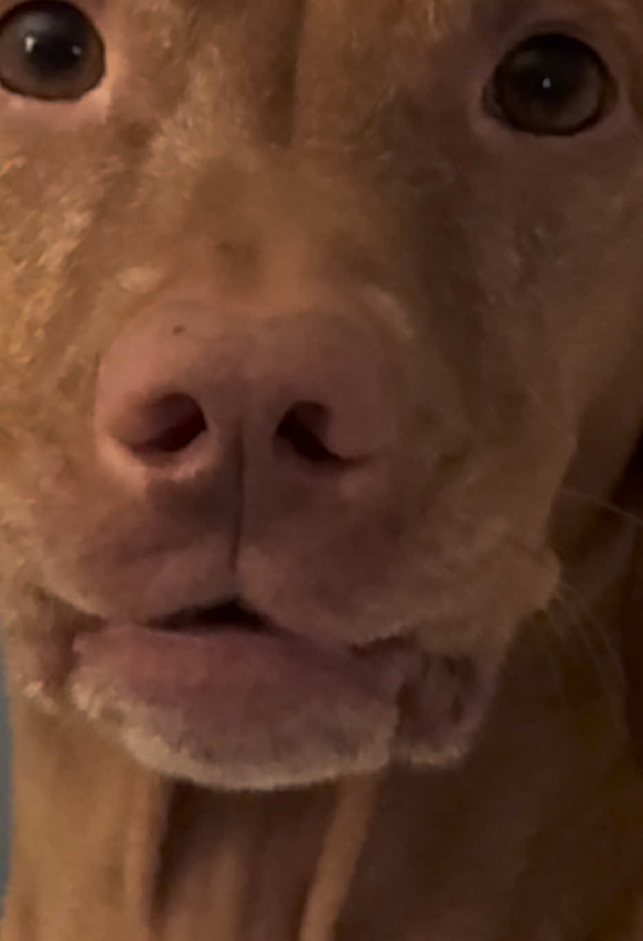 @Brookie The Vizsla