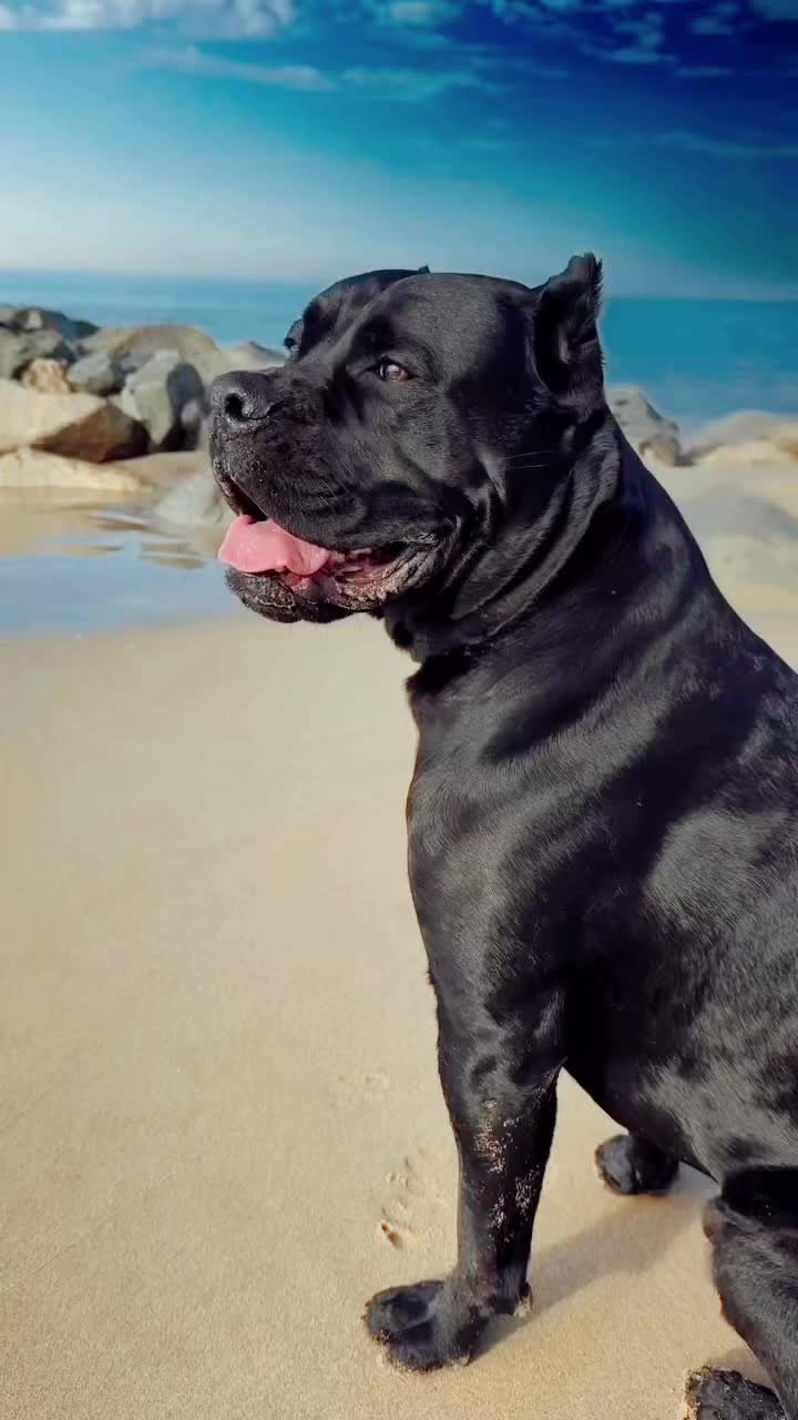 @noblepridecanecorso