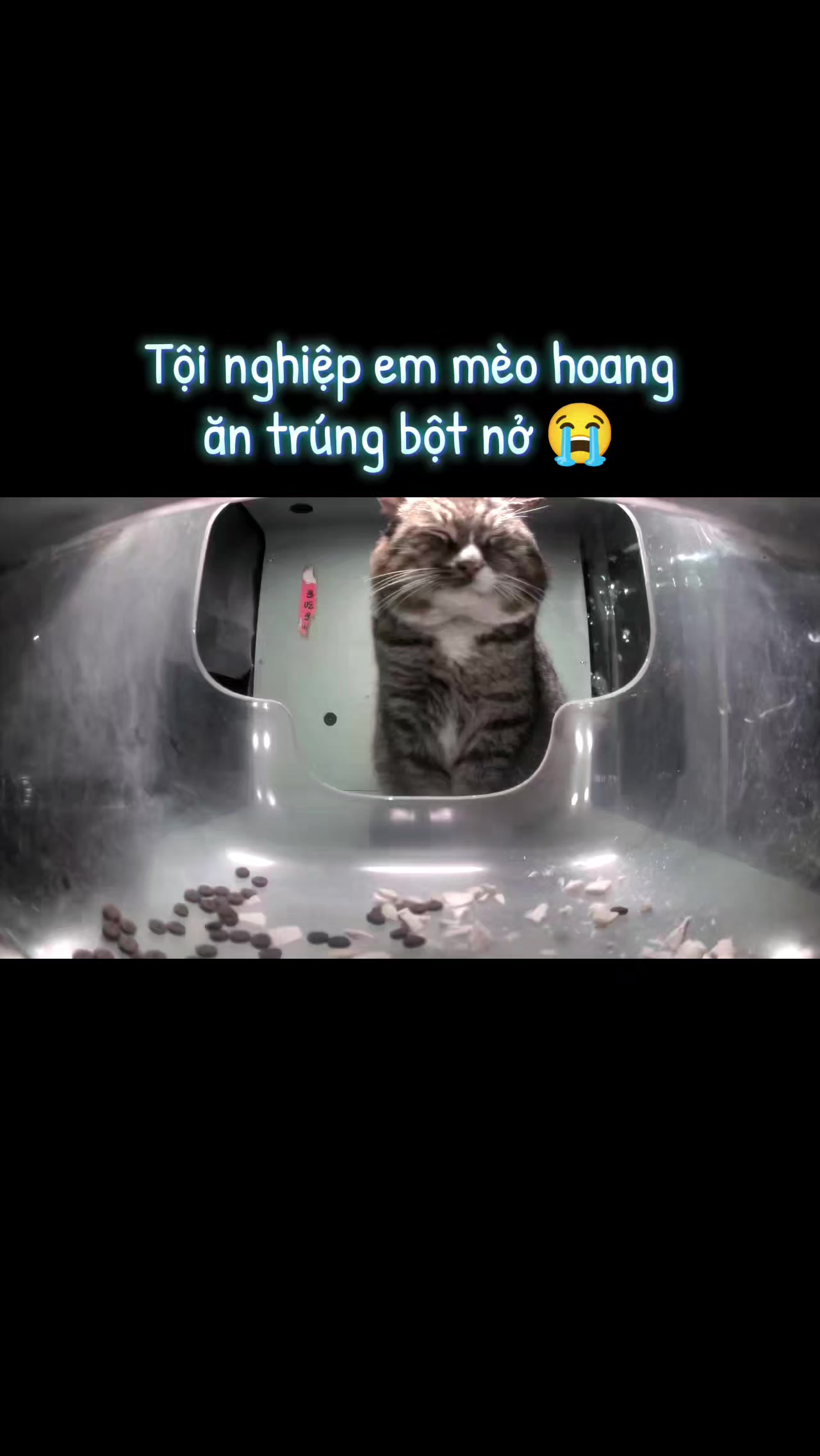 @Meo Meo 😋