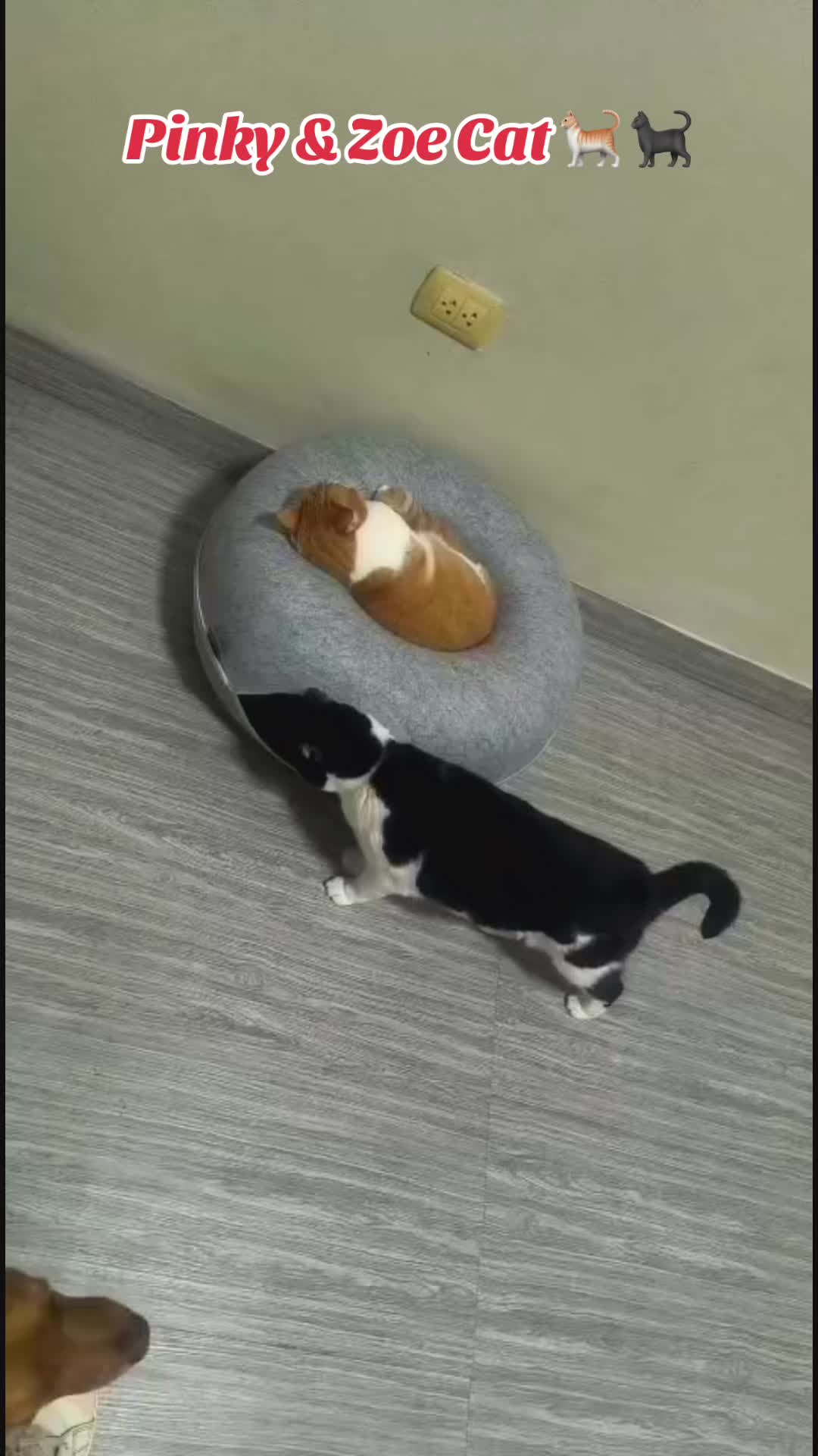 @Pinky😸&Zoe 😸& ApoloCat 😻