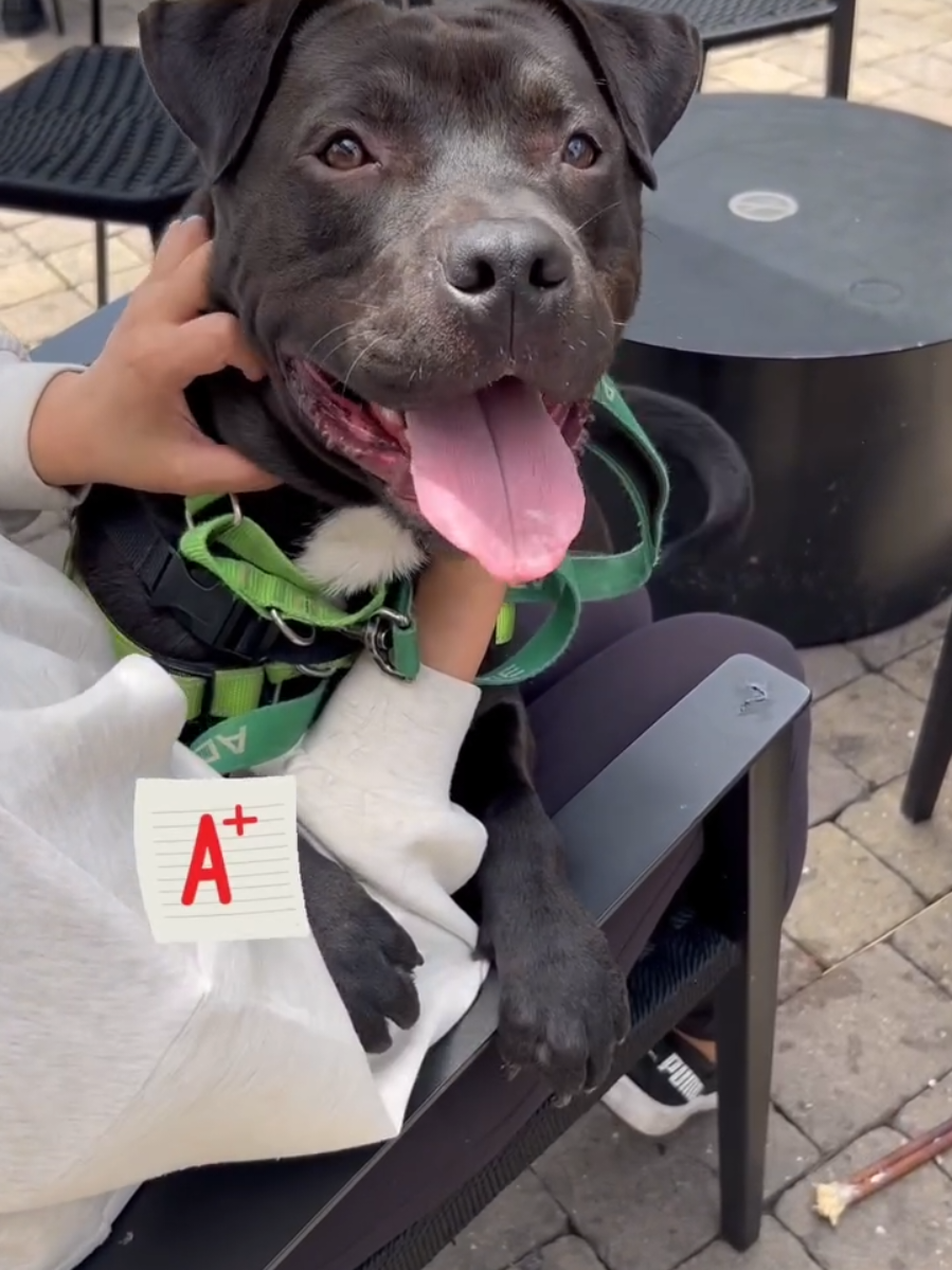 @Oakland Animal Services
