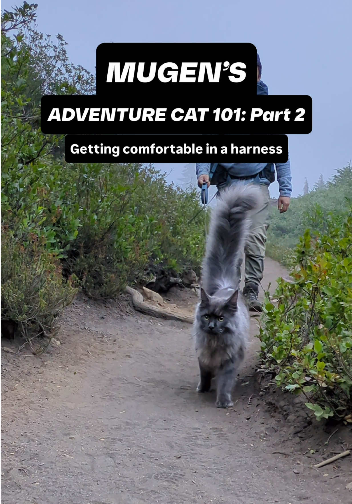 @Mugen the Maine Coon ๐จ๐ฆ