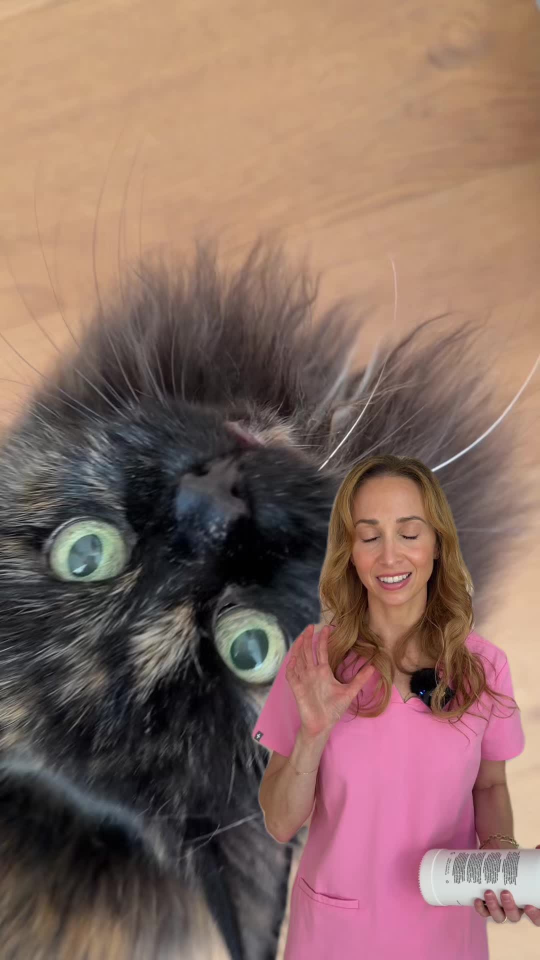 @CAT by Dr Lisa