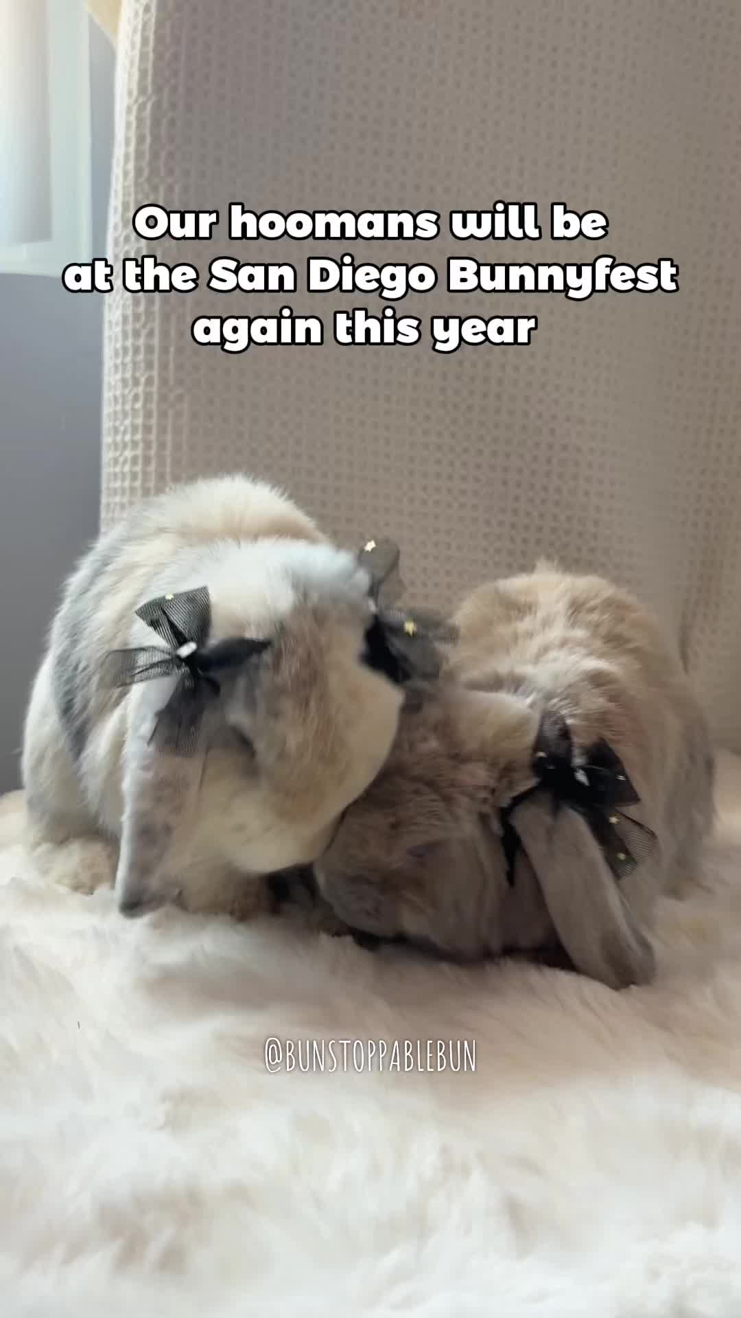 @BunBun, Mochi🌈, Chewy