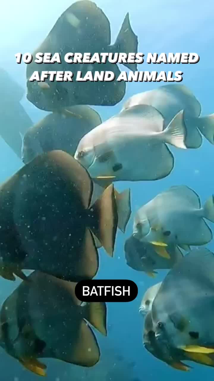 @Scuba Diving with Ara