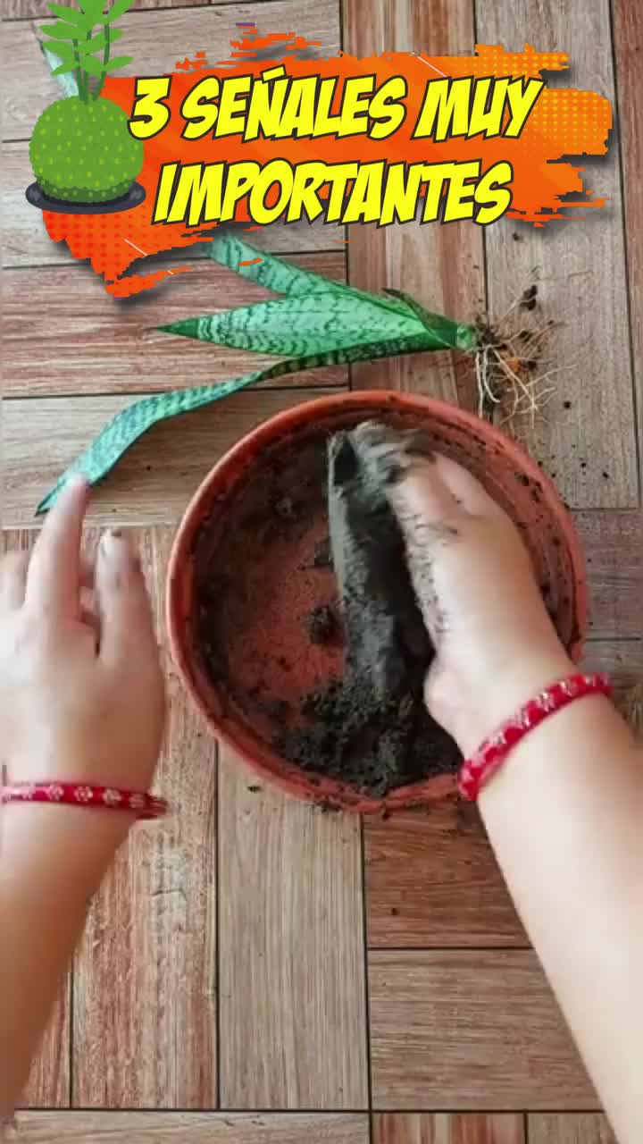 @Escuela de Kokedamas✅