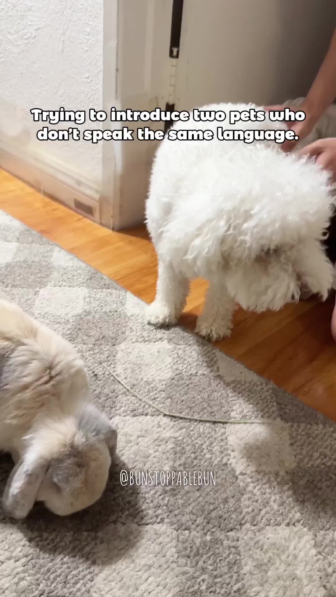 @BunBun, Mochi🌈, Chewy