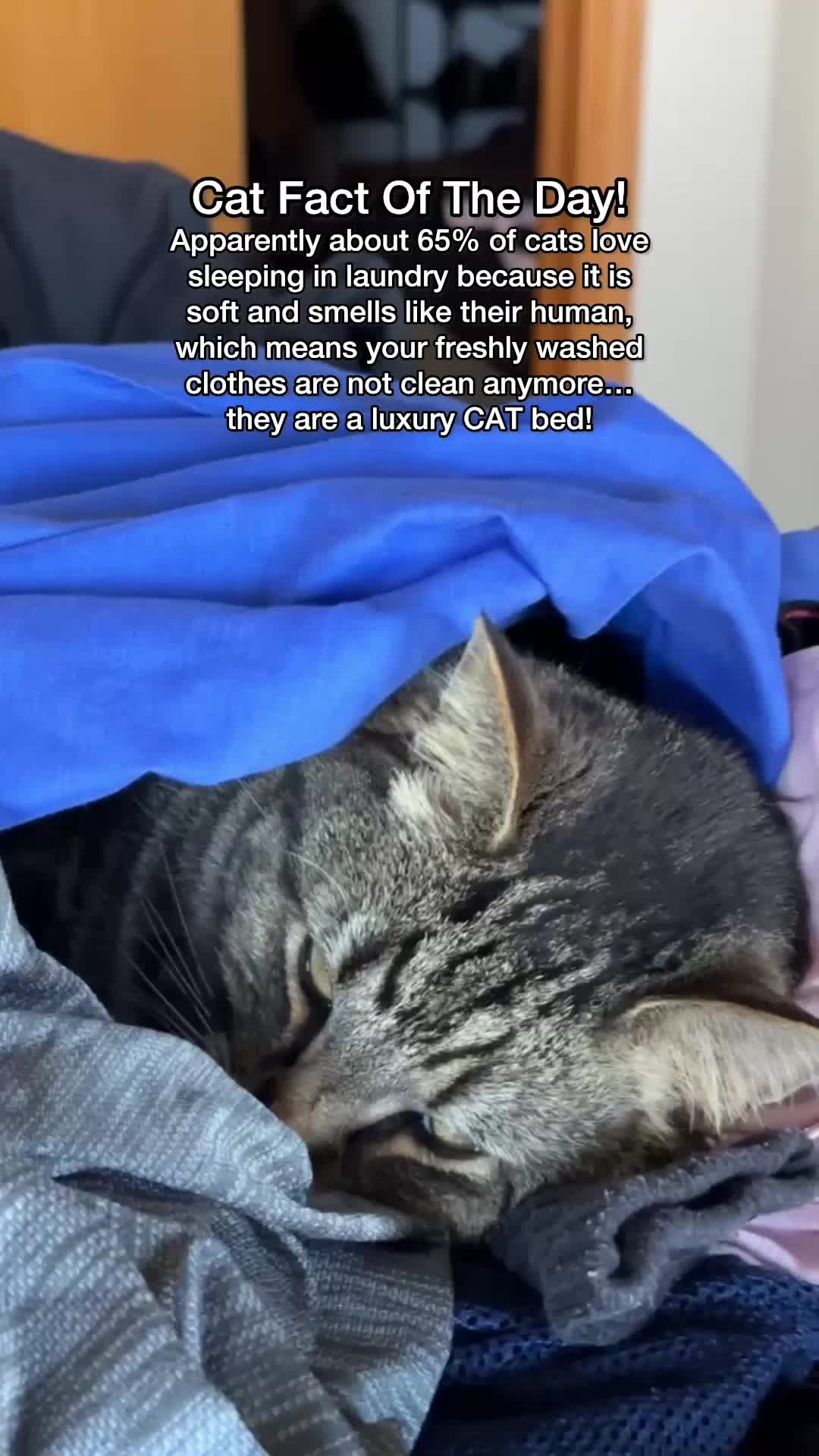 @Chip The Manx