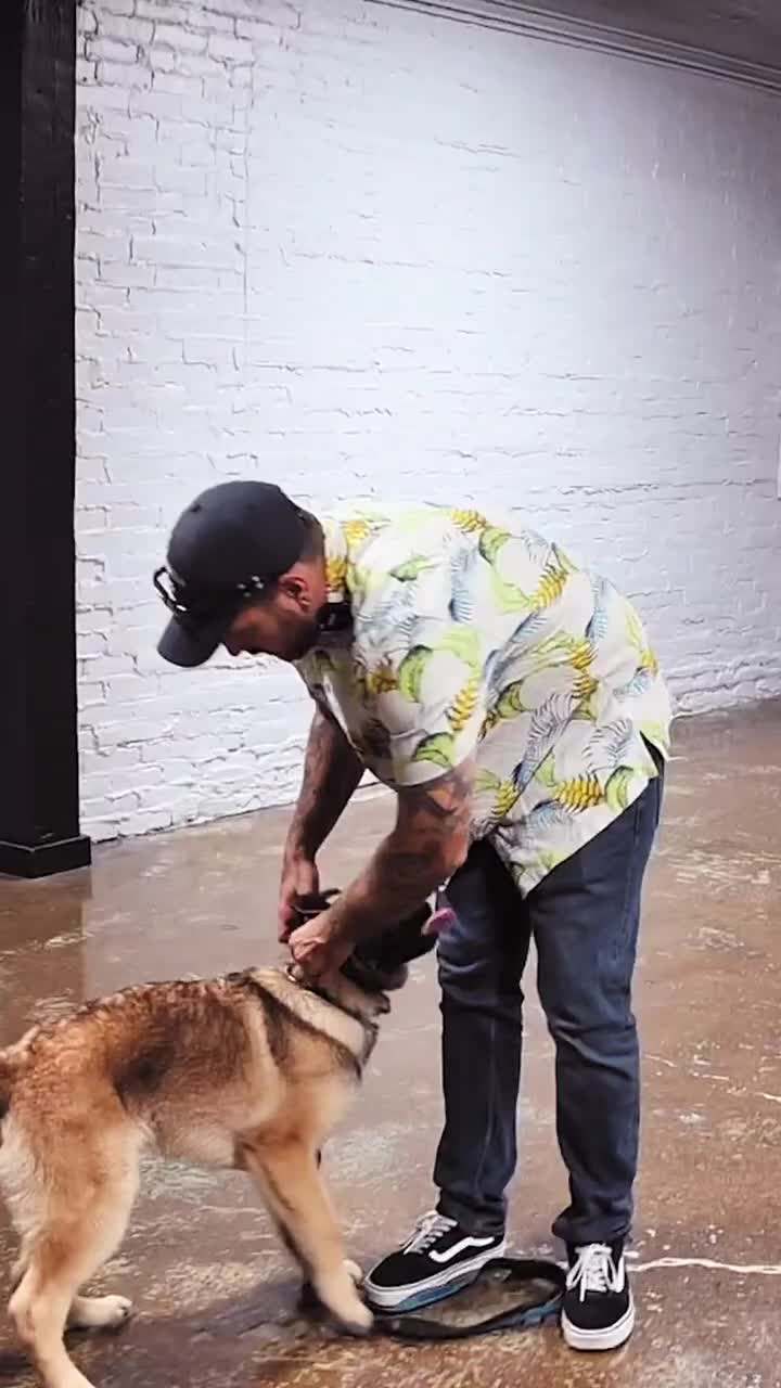 @Miracle K9 Training