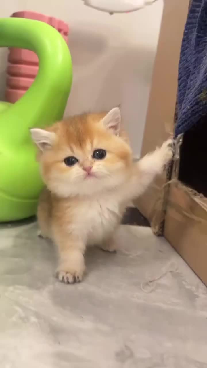 @Chonky World Of Cats