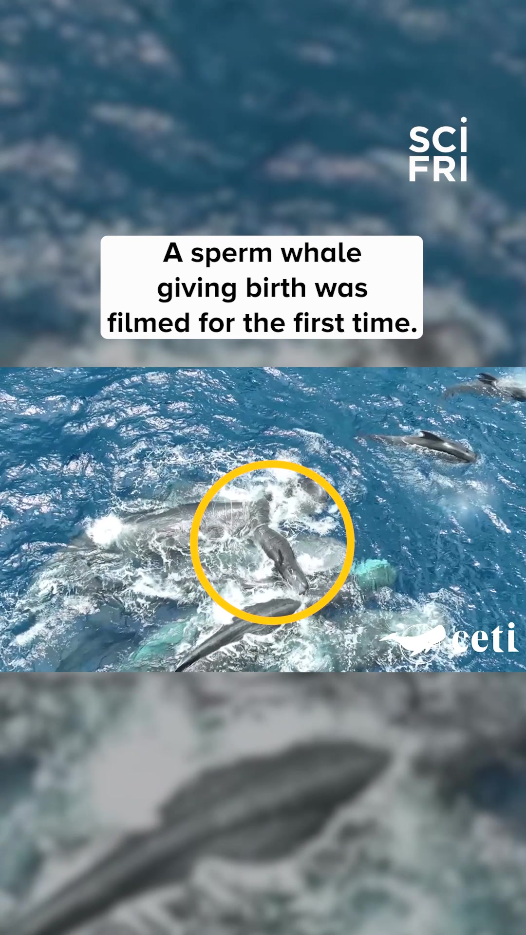 @Science Friday