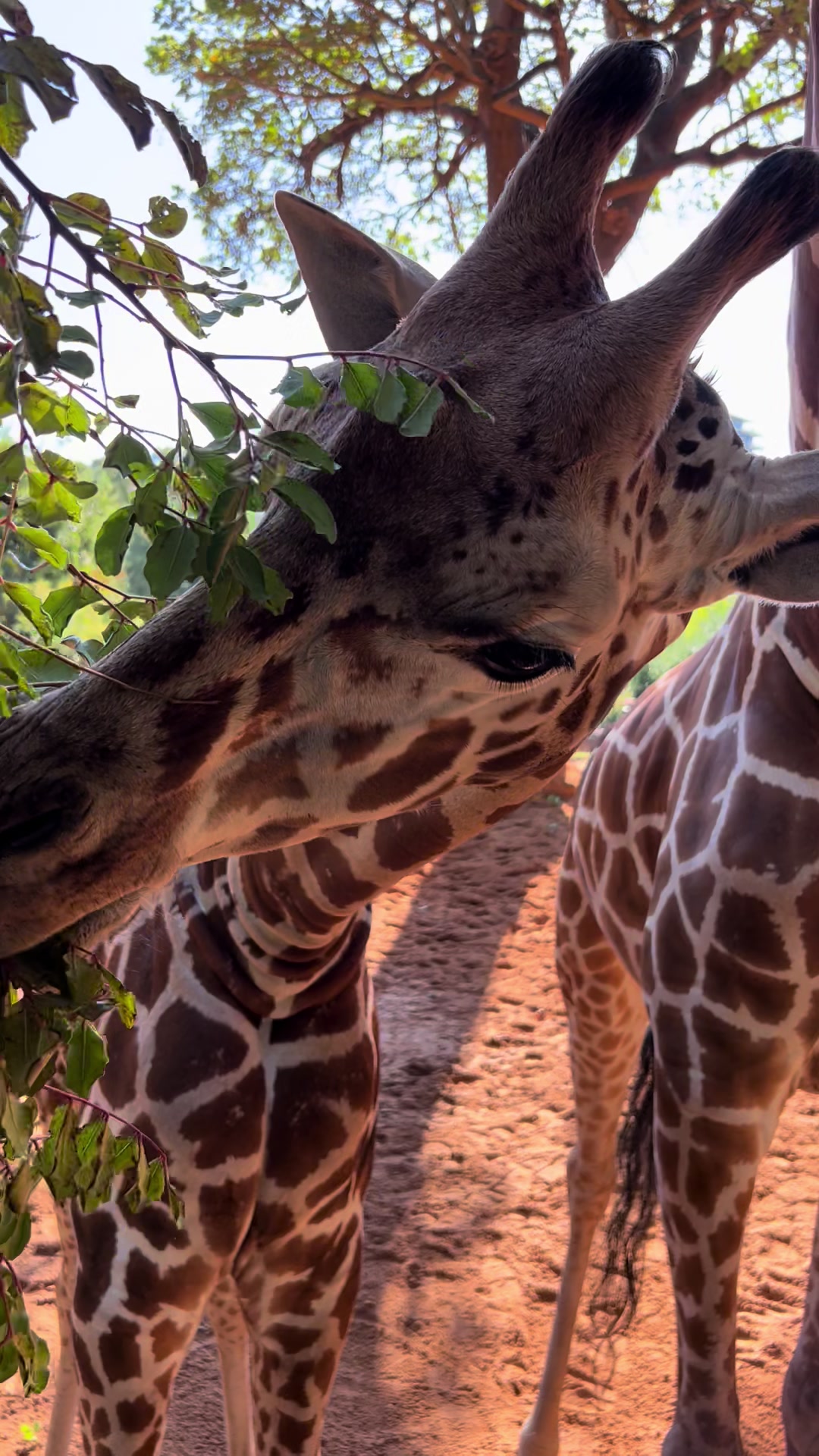 @Perth Zoo