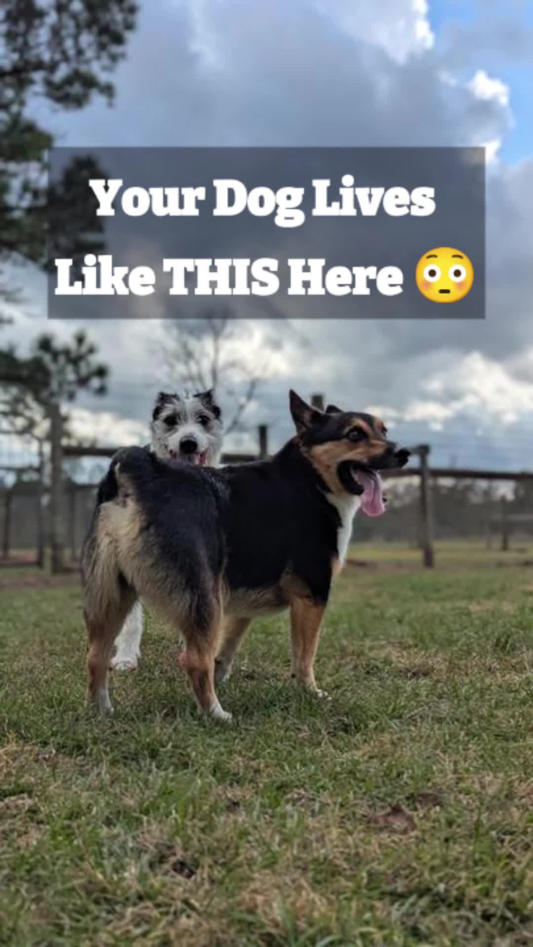 @Barks & Wildlife Longville LA