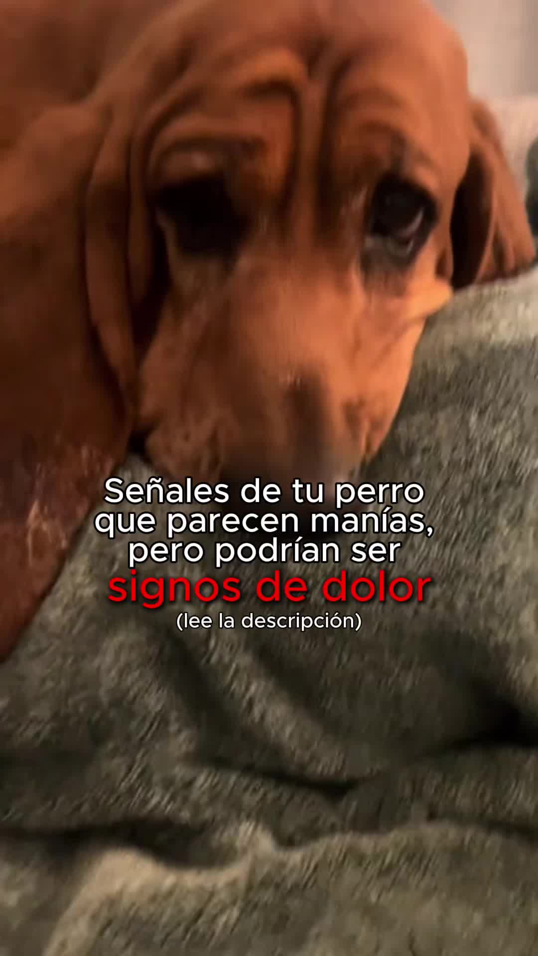 @Pancho Cavero