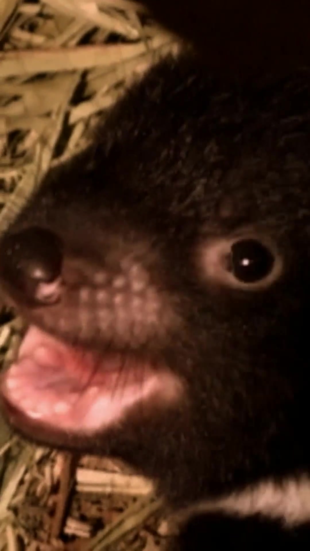 @Animal Planet
