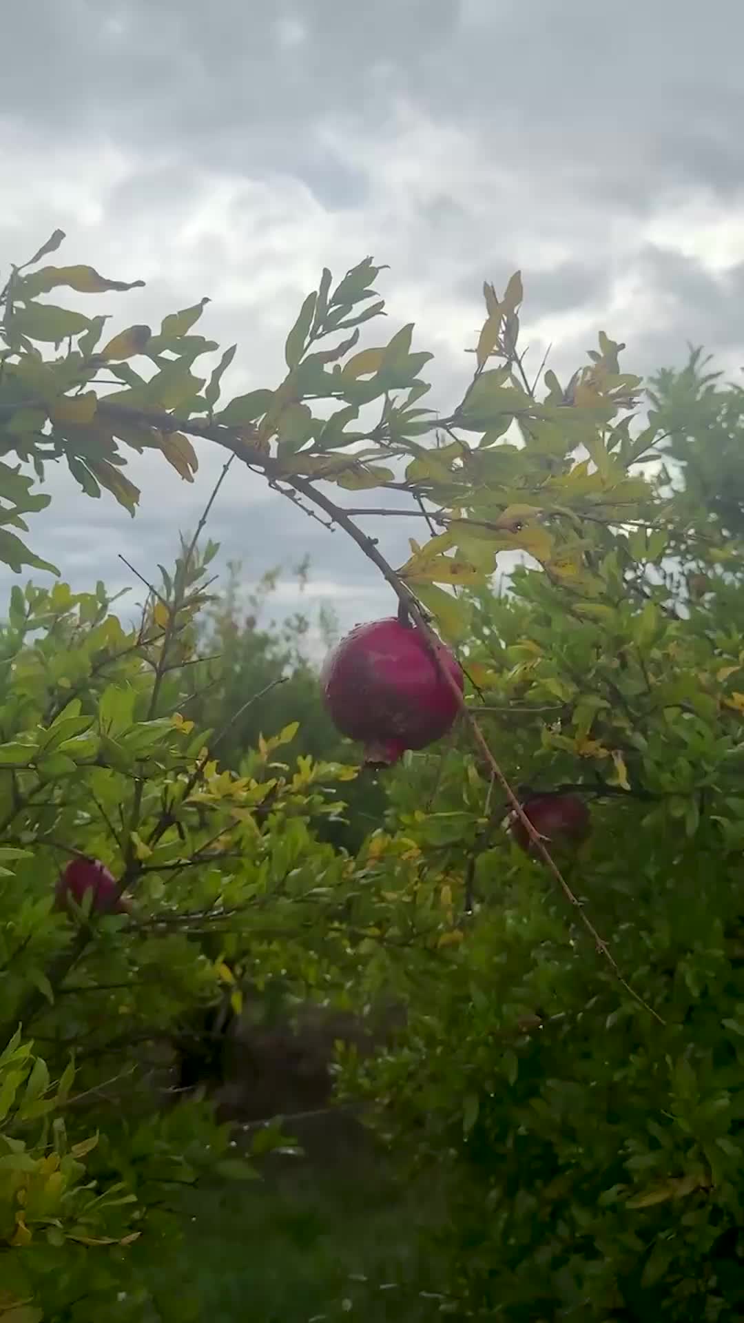 @Farmers Pick