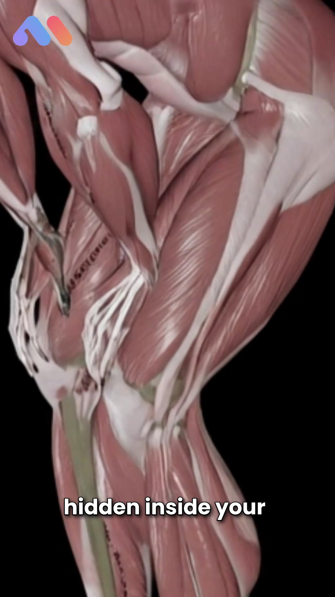 @Muscle & Motion