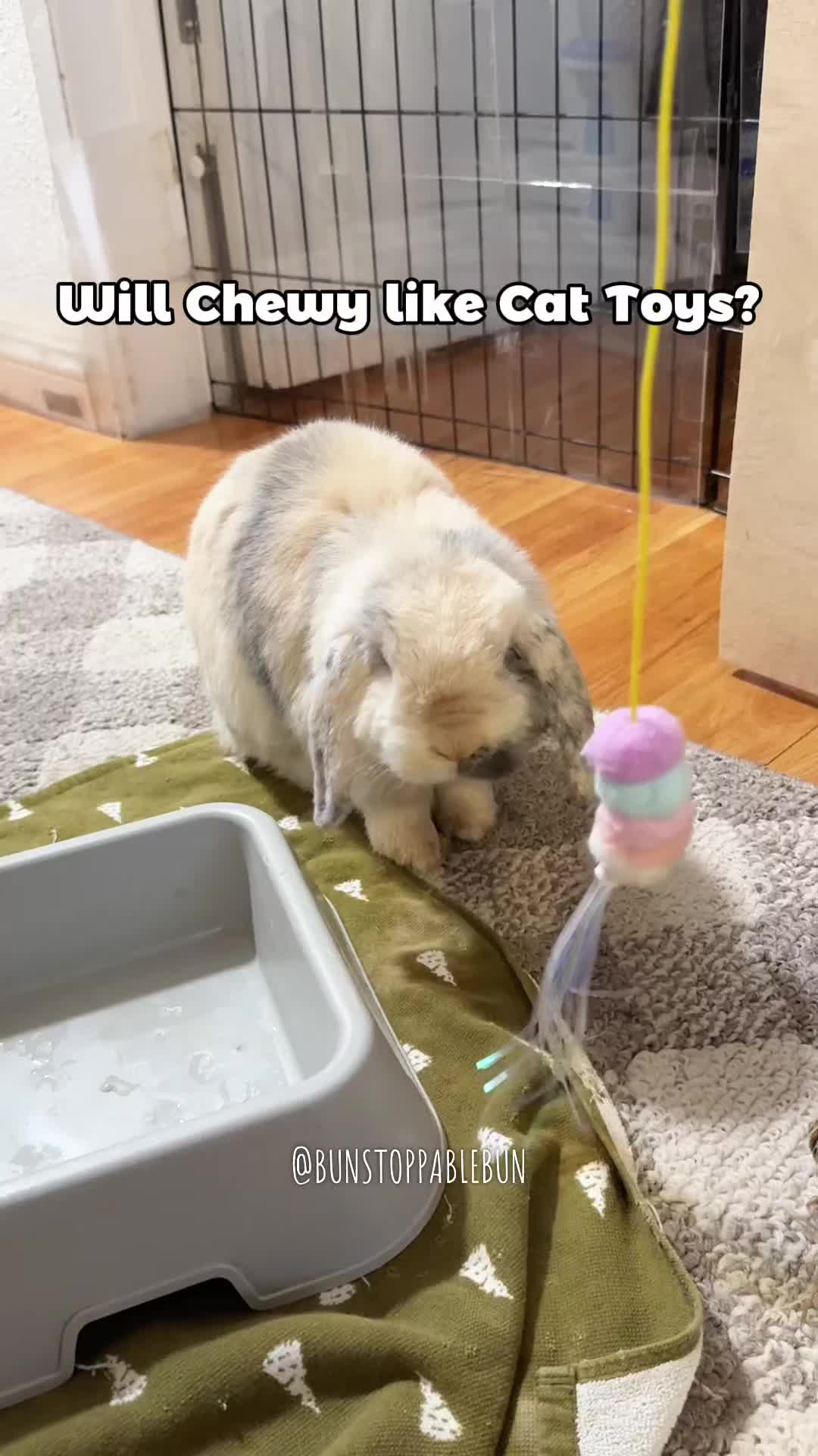 @BunBun, Mochi🌈, Chewy