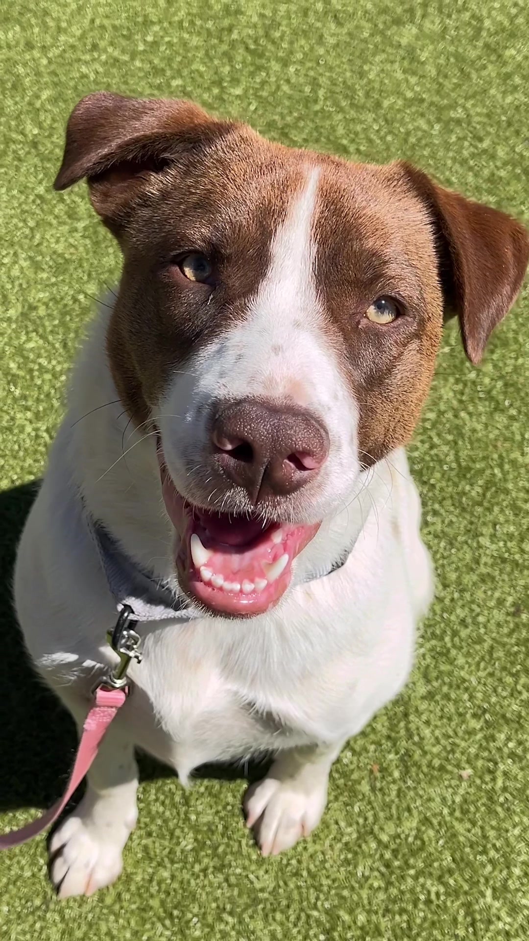 @animalhumanenm