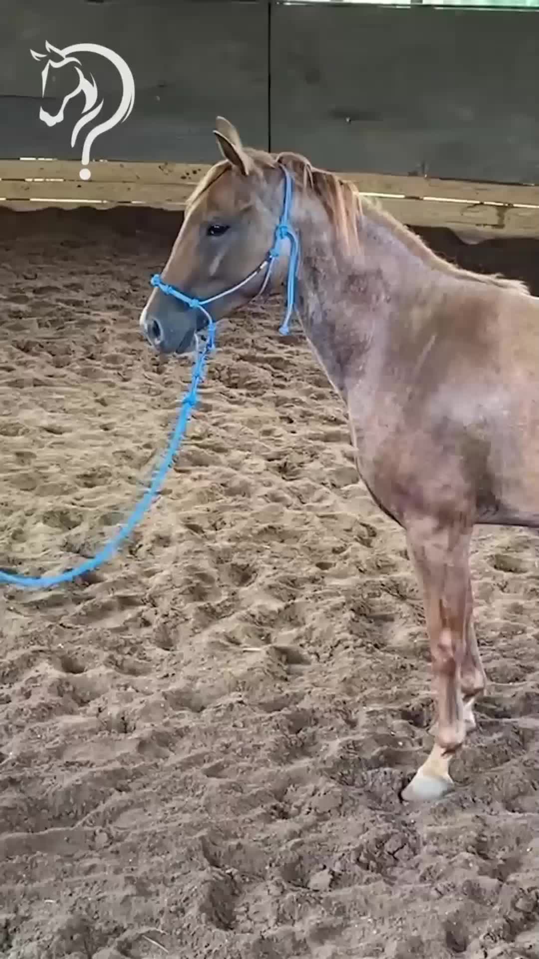 @Horse Help