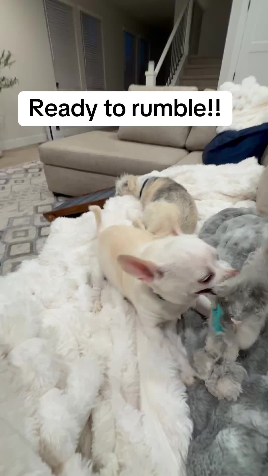 @Maximo Cornelius the Beefy Chi