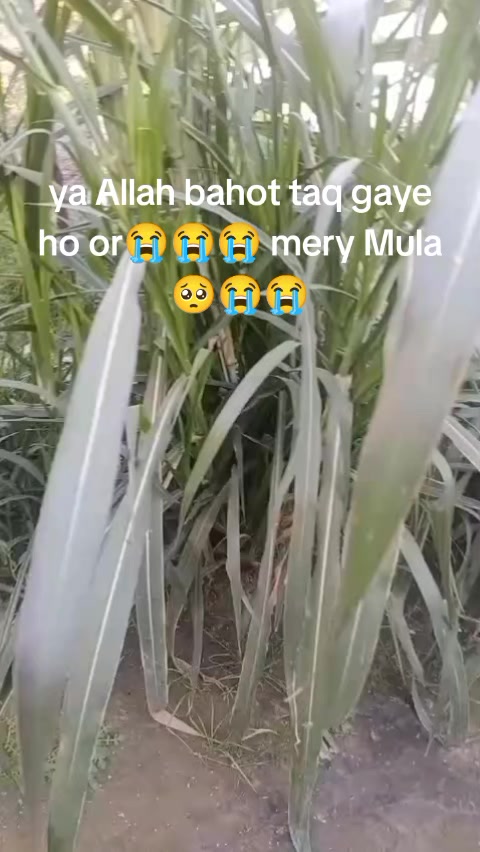 @Heer khanii 💕💖