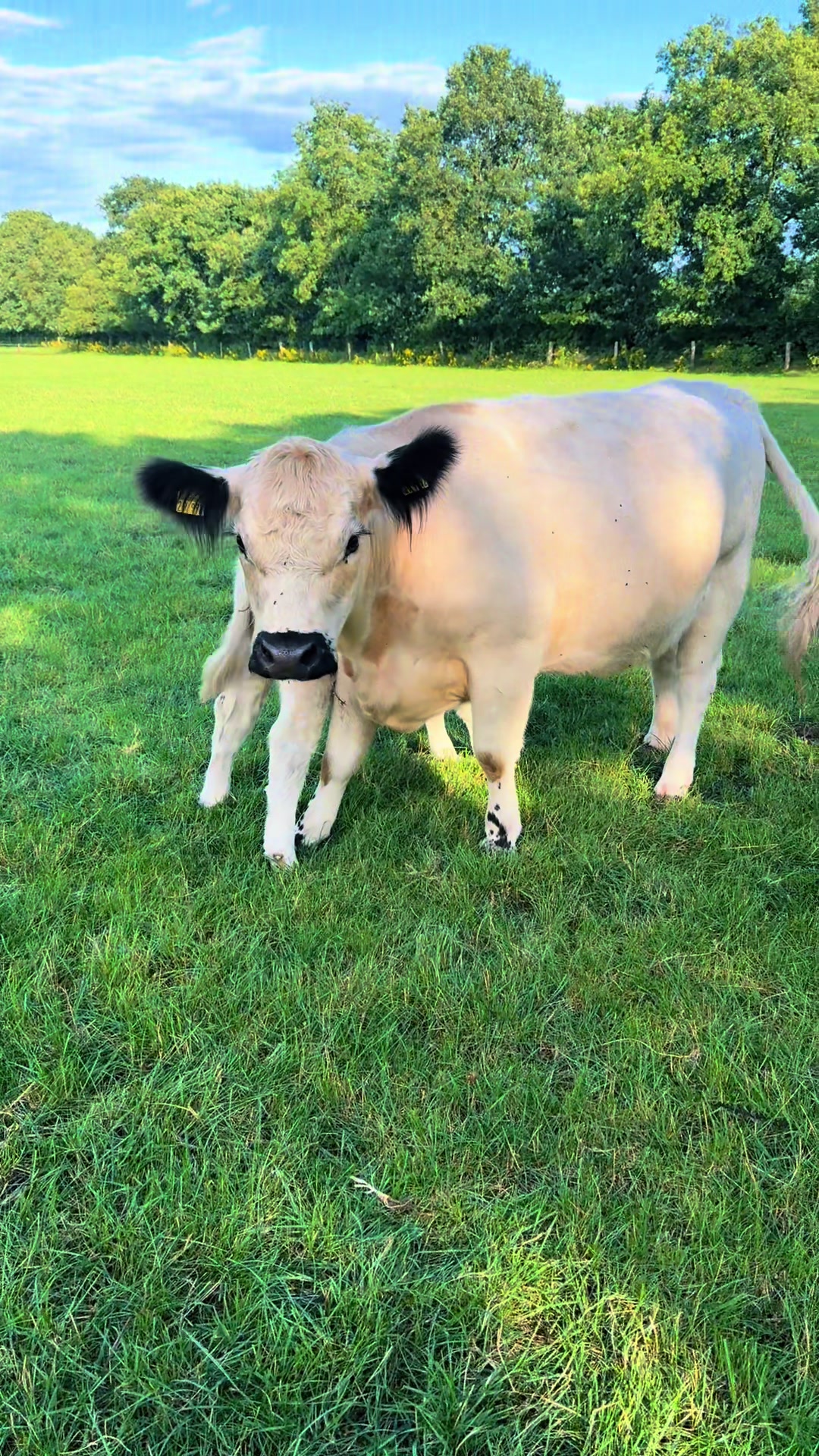 @♥️My little Ranch♥️
