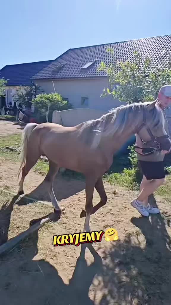 @Stajnia Pod Kasztanem 🇵🇱