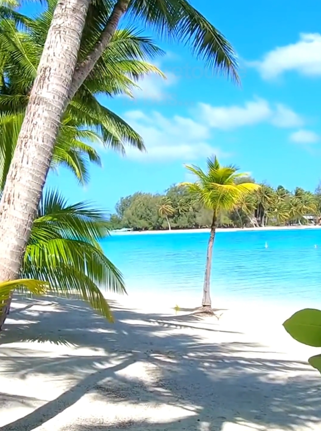 @🏝 Aline 🌺 Peinture tropicale